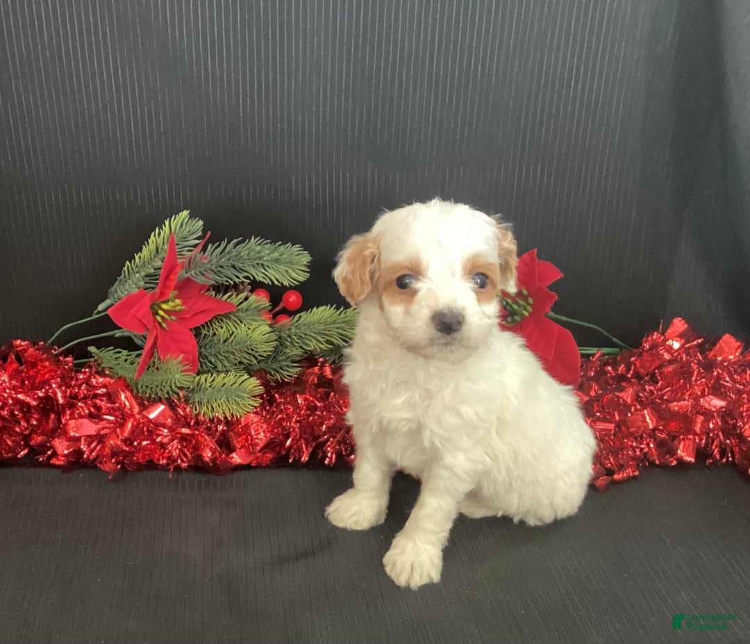 Mini Goldendoodle dogs for sale: Woody - Ad 1