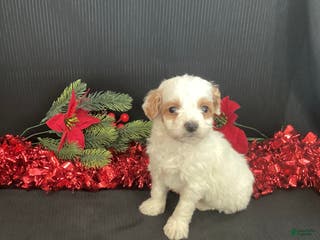 Mini Goldendoodle dogs Woody - Ad 3