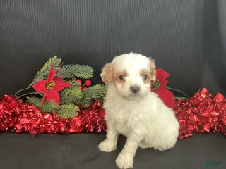 Mini Goldendoodle dogs Woody - Ad 2