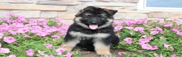 German Shepherd dogs for sale: Holly - Ad 6