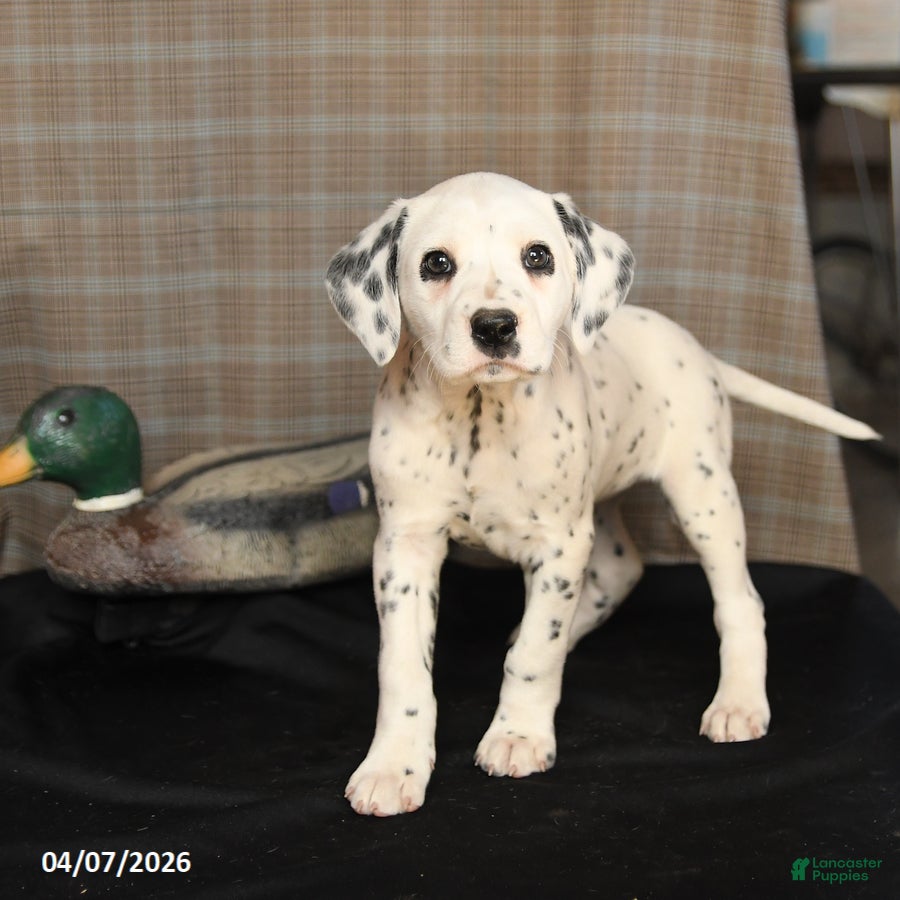 Dalmatian dogs Dolly - Ad 2