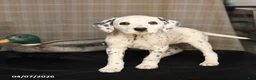 Dalmatian dogs for sale: Dolly - Ad 2