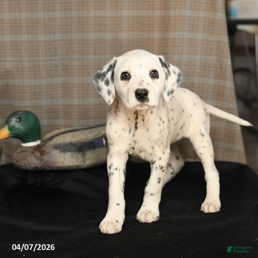 Dalmatian dogs for sale: Dolly - Ad 2