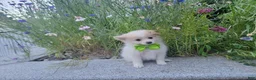 Pomeranian dogs for sale: Arcanine - Ad 7
