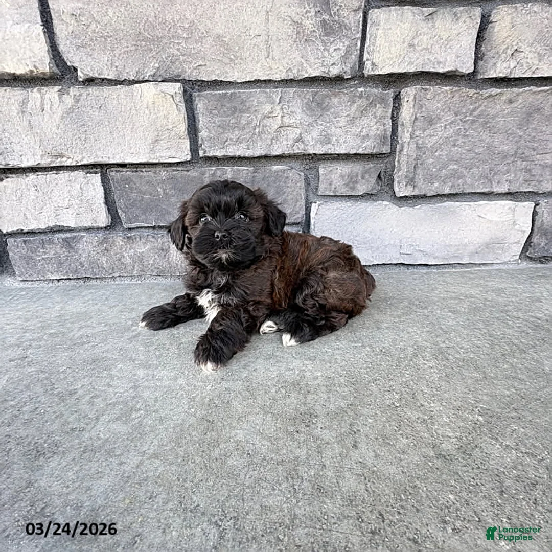 Shihpoo dogs for sale: Mickey - Ad 2