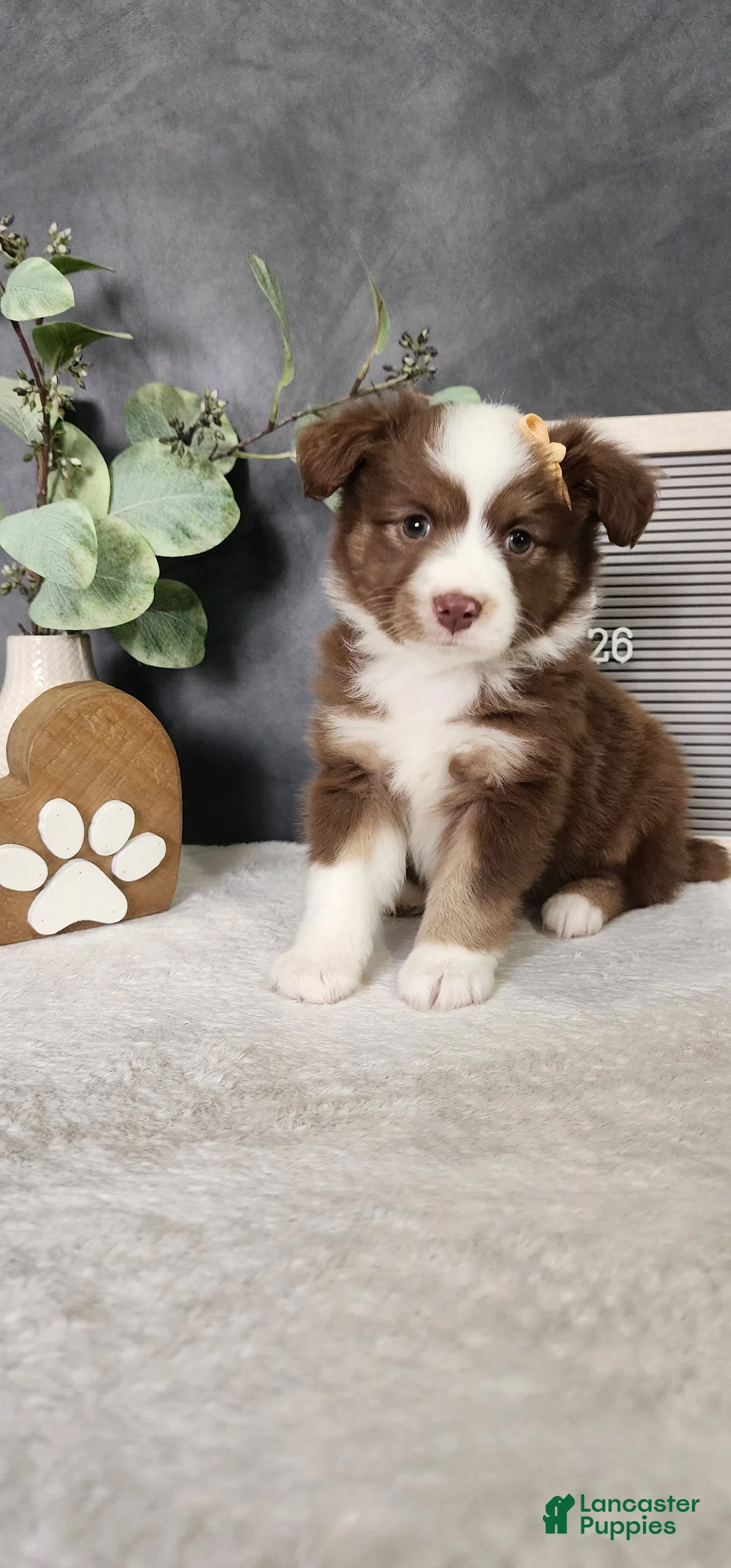 Miniature Australian Shepherd dogs for sale: Kara - Ad 1