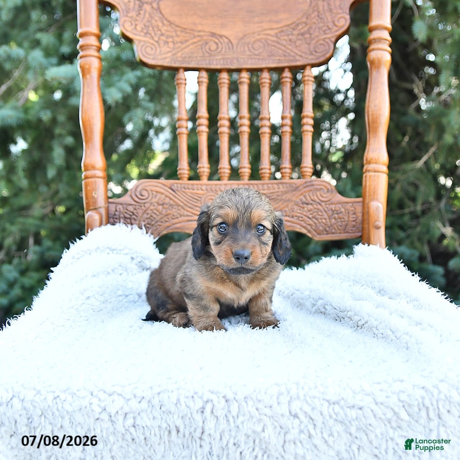 Miniature Dachshund dogs Cooper - Ad 1