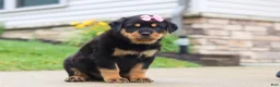 Rottweiler dogs for sale: Dixie - Ad 4