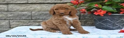 Goldendoodle dogs for sale: Kelly - Ad 5
