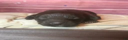 Cockapoo dogs for sale: Nox - Ad 12