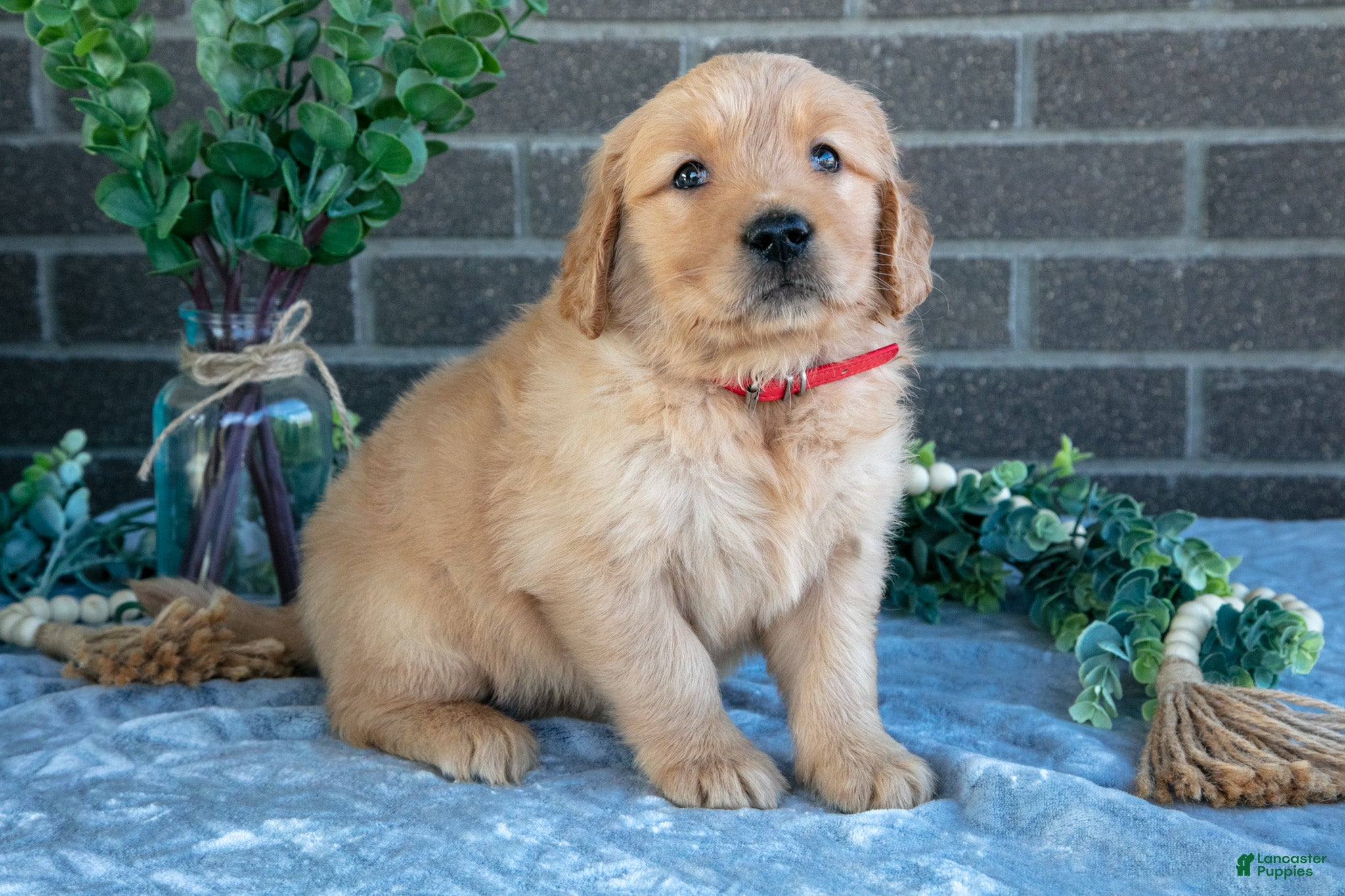 Golden Retriever dogs Phoebe - Ad 2