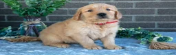 Golden Retriever dogs for sale: Phoebe - Ad 2