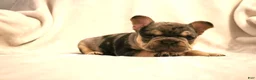 French Bulldog dogs for sale: Moose - Ad 11