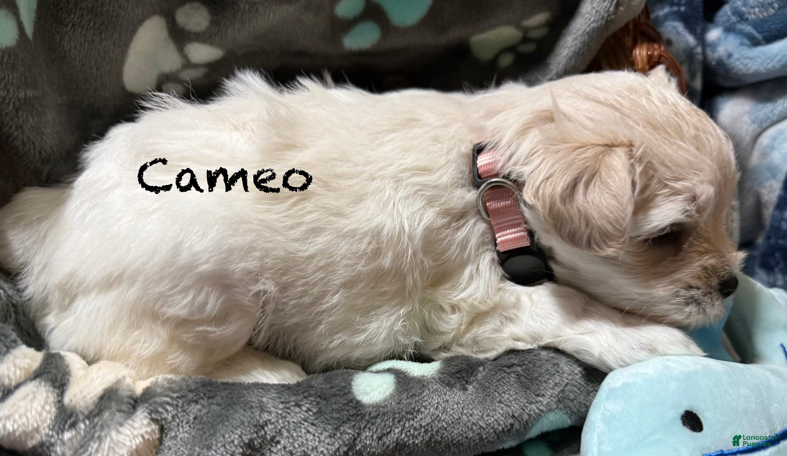 Miniature Schnauzer dogs for sale: Cameo - Ad 3