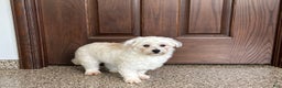 Havanese dogs for sale: Leo - Ad 2