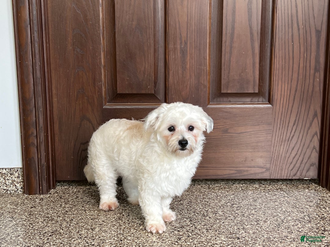 Havanese dogs for sale: Leo - Ad 2