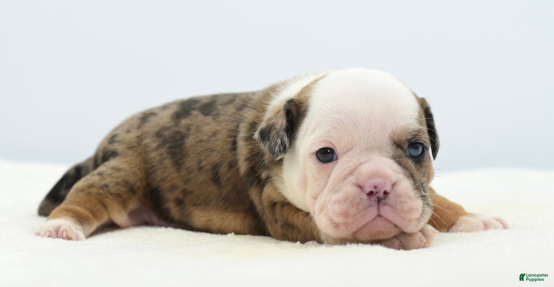 Mixed Breed dogs for sale: Turbo Merle blue eyes - Ad 20