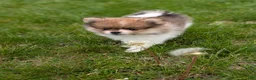Pomeranian dogs for sale: Denver - Ad 2