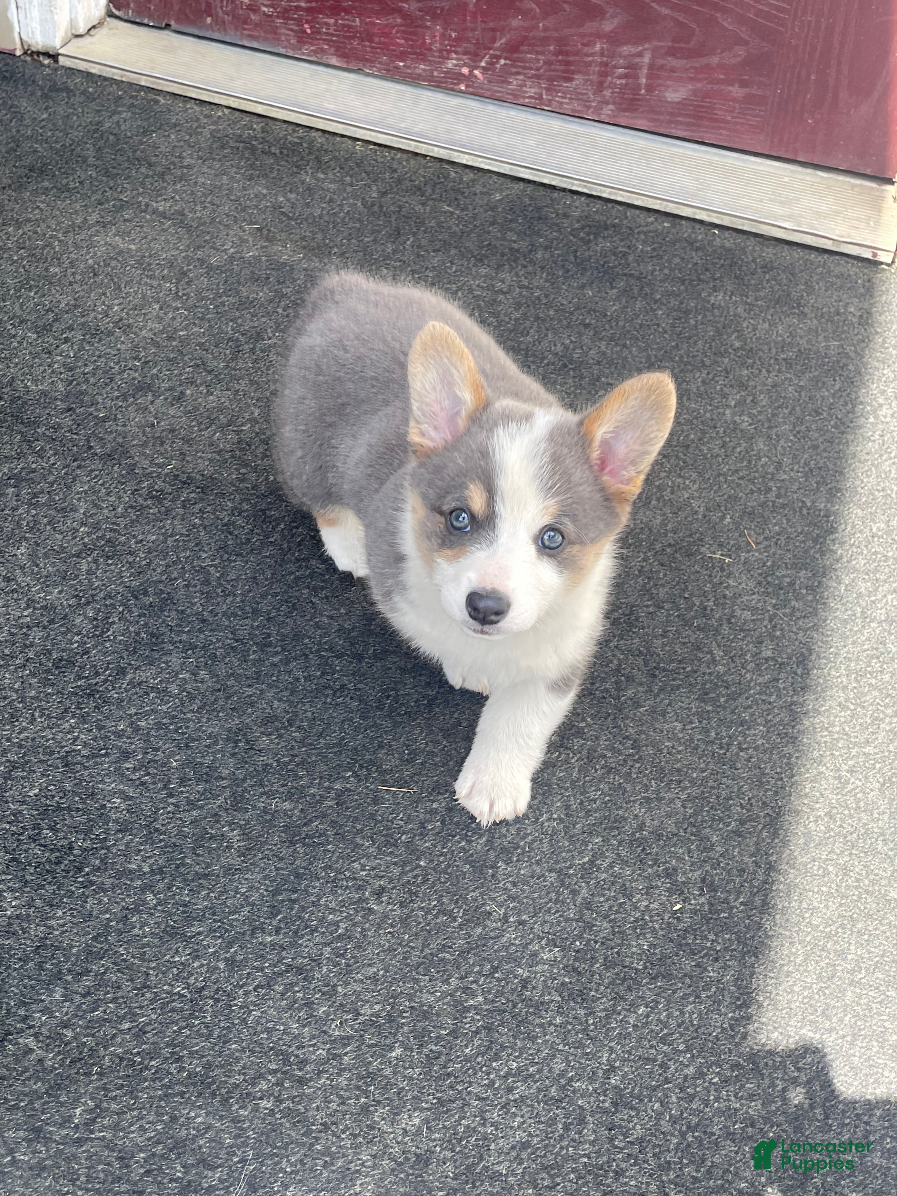 Welsh Corgi Pembroke dogs Welsh Corgi Pembroke Puppy 1 - Ad 1