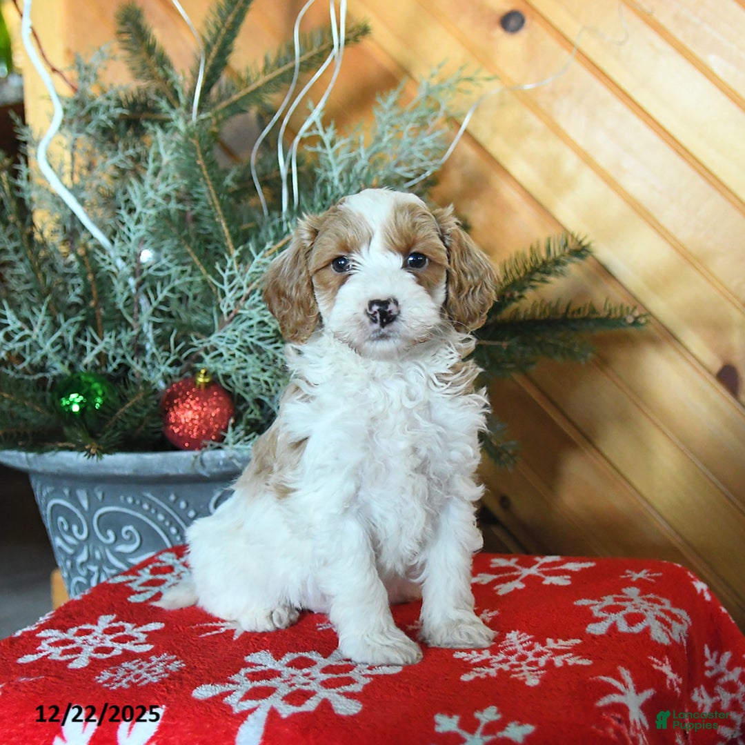 Mini Goldendoodle dogs for sale: Scout - Ad 2