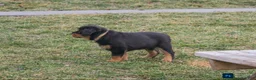 Rottweiler dogs for sale: Forest - Ad 9