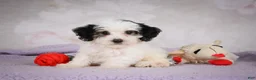 Mini Bernedoodle dogs for sale: Macky - Ad 7