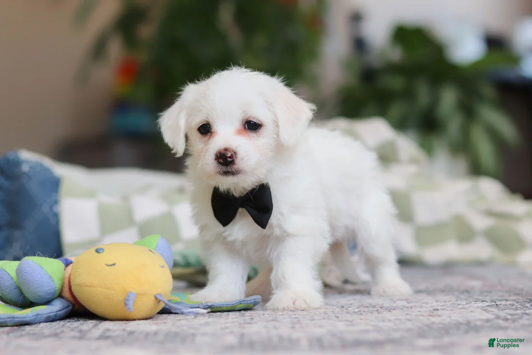 Morkie dogs for sale: Eddy - Ad 5