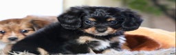 Mixed Breed dogs for sale: Cavalon Midnight - Ad 11