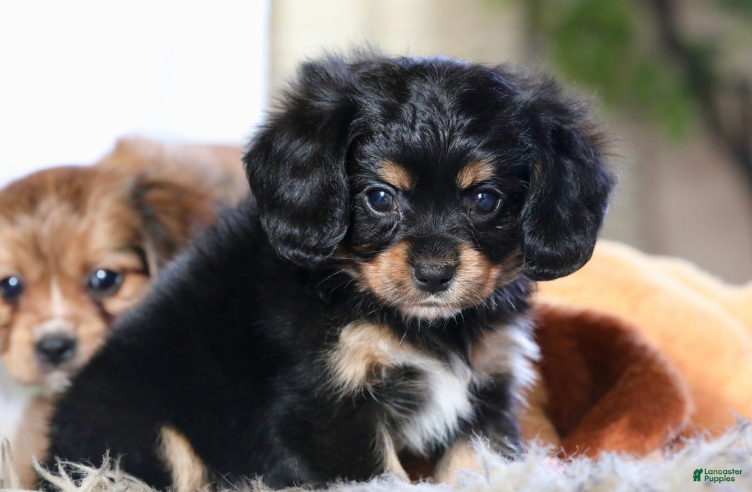 Mixed Breed dogs for sale: Cavalon Midnight - Ad 11