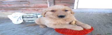 Golden Retriever Puppy 3 Venus