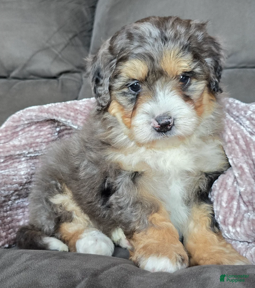 Mini Bernedoodle dogs for sale: Mini Bella - Ad 3