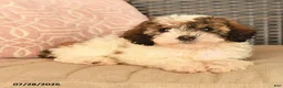Miniature Poodle dogs for sale: Karla - Ad 4