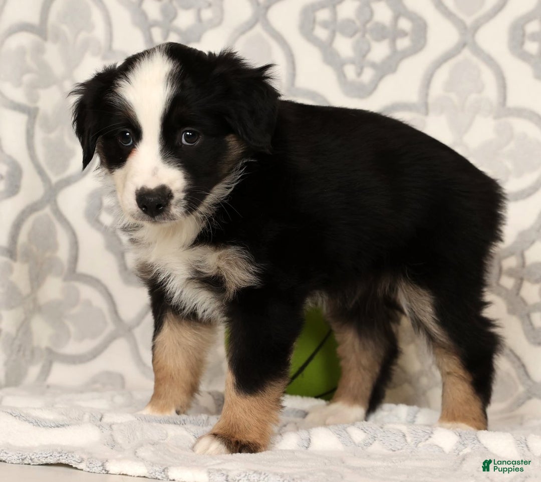 Miniature Australian Shepherd dogs for sale: Jane - Ad 9