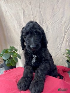 Goldendoodle dogs Pumpkin is Ready for his New Home - Ad 13