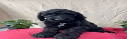 Goldendoodle dogs for sale: Pumpkin is Ready for his New Loving Home - Ad 1