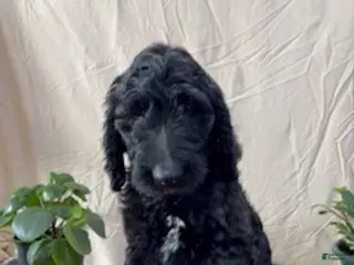 Goldendoodle dogs Pumpkin is Ready for his New Home - Ad 13