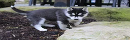 Siberian Husky dogs for sale: River - Ad 2
