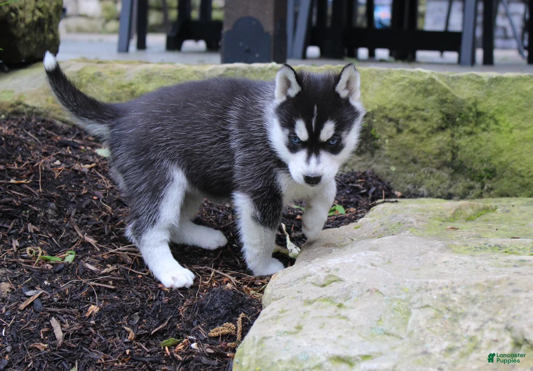 Siberian Husky dogs for sale: River - Ad 2
