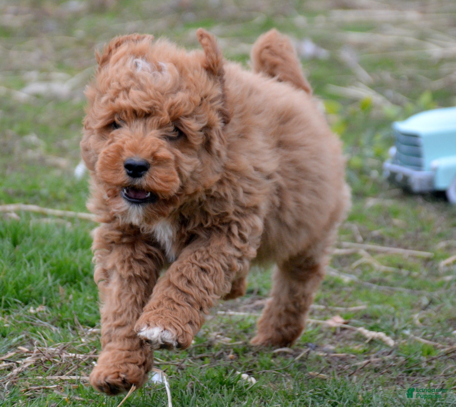 Mini Goldendoodle dogs Mini Goldendoodle Dino - Ad 38