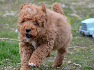 Mini Goldendoodle dogs Mini Goldendoodle Dino - Ad 38