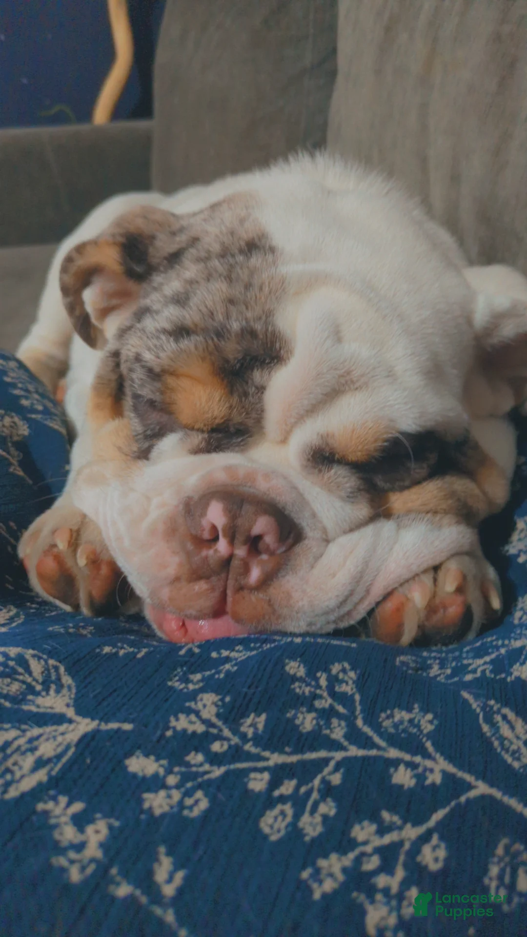 English Bulldog dogs for stud: Balloo - Ad 4