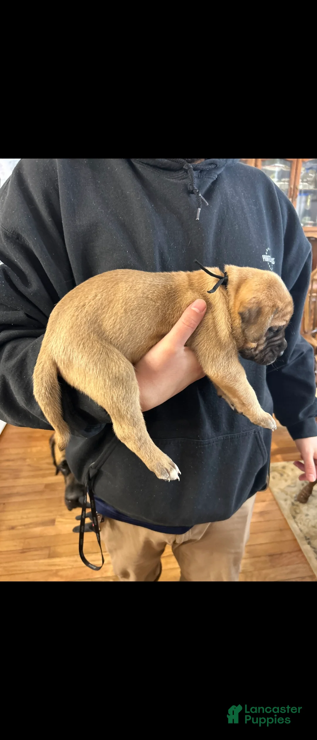 English Mastiff dogs for sale: English Mastiff Puppy 1 - Ad 5