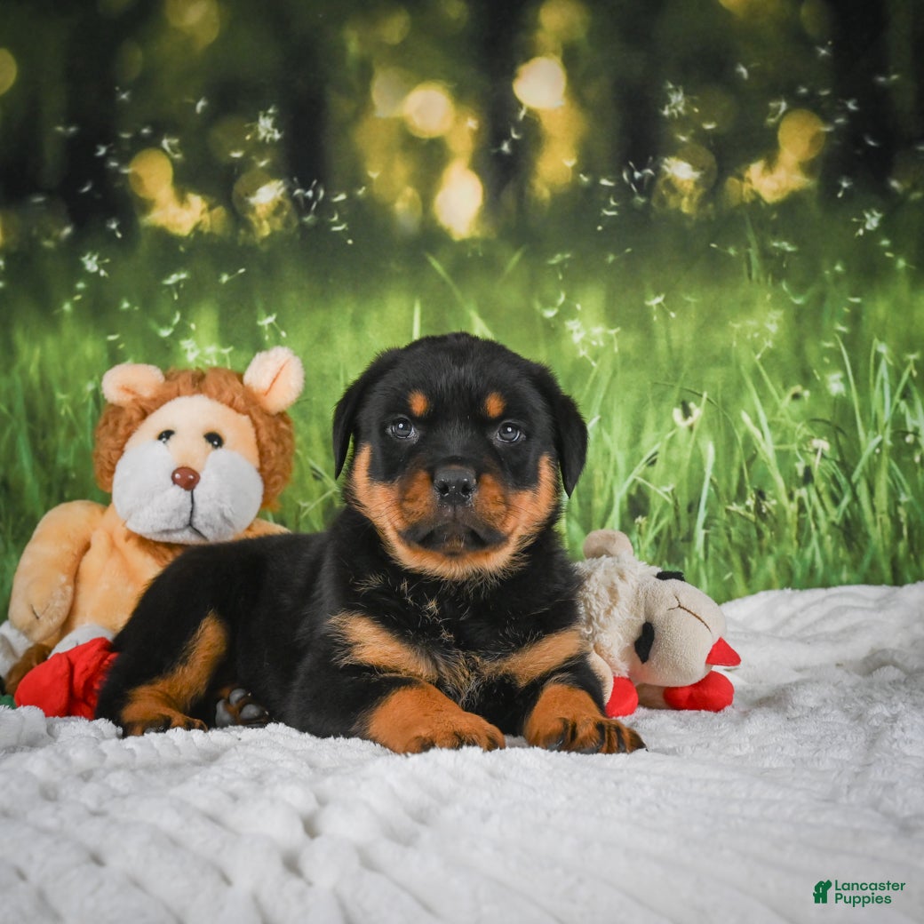 Rottweiler dogs Kenzie - Ad 2