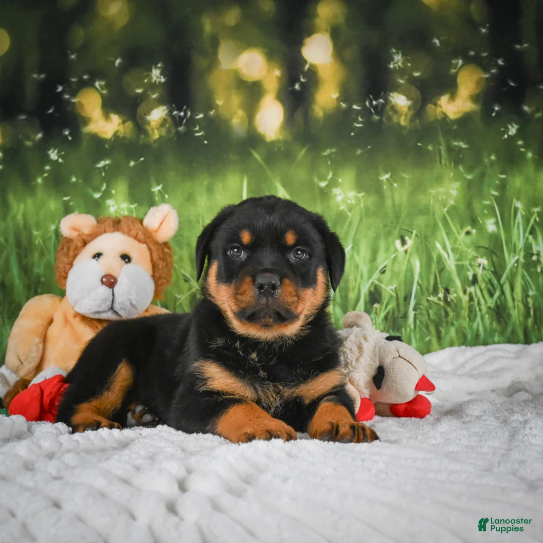 Rottweiler dogs for sale: Kenzie - Ad 2