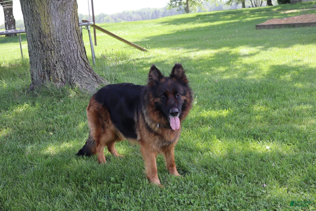 German Shepherd dogs for sale: Bill - Ad 5