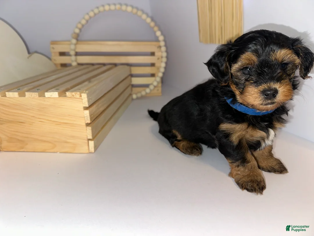 Mixed Breed dogs for sale: Prince - Ad 2
