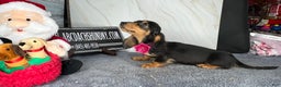 Dachshund dogs for sale: Import - Ad 5