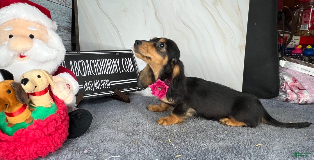 Dachshund dogs for sale: Import - Ad 5