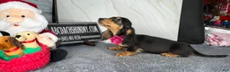Dachshund dogs for sale: Import - Ad 12