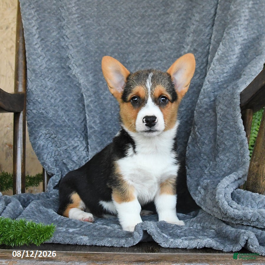 Welsh Corgi Pembroke dogs Flora - Ad 1